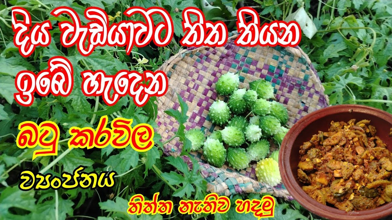 බටු කරවිල ඇඹුල ගමේ ක්‍රමයට. දියවැඩියාව සුවකරයි.