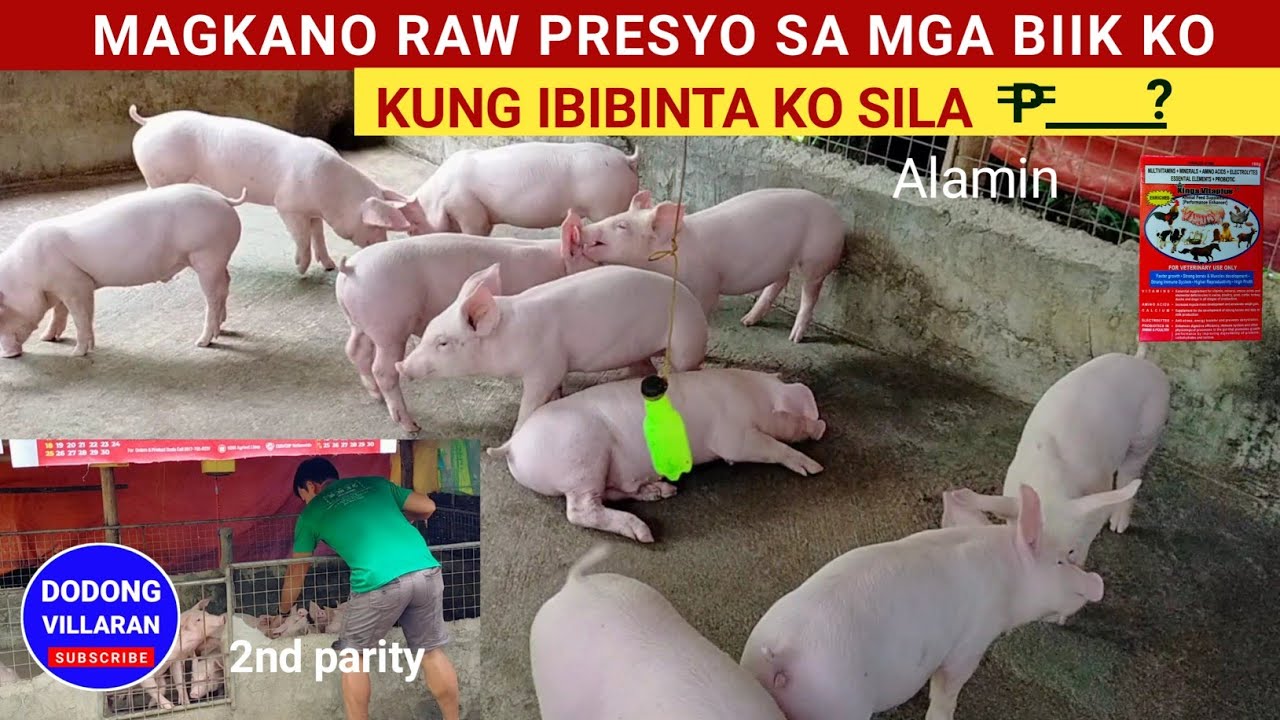 Magkano raw presyo sa mga biik ko kung ibibinta ko sila l Dodong Villaran l 2nd parity