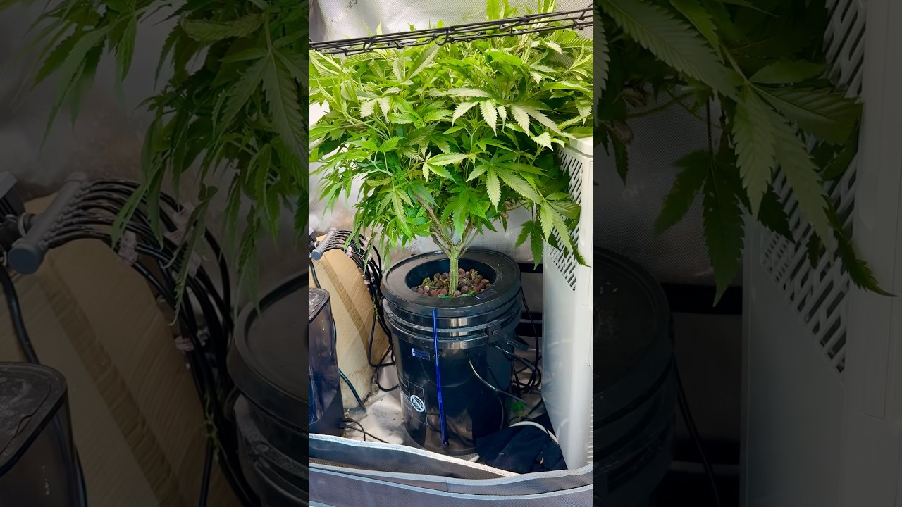 Growing a MONSTER Weed Plant Update!