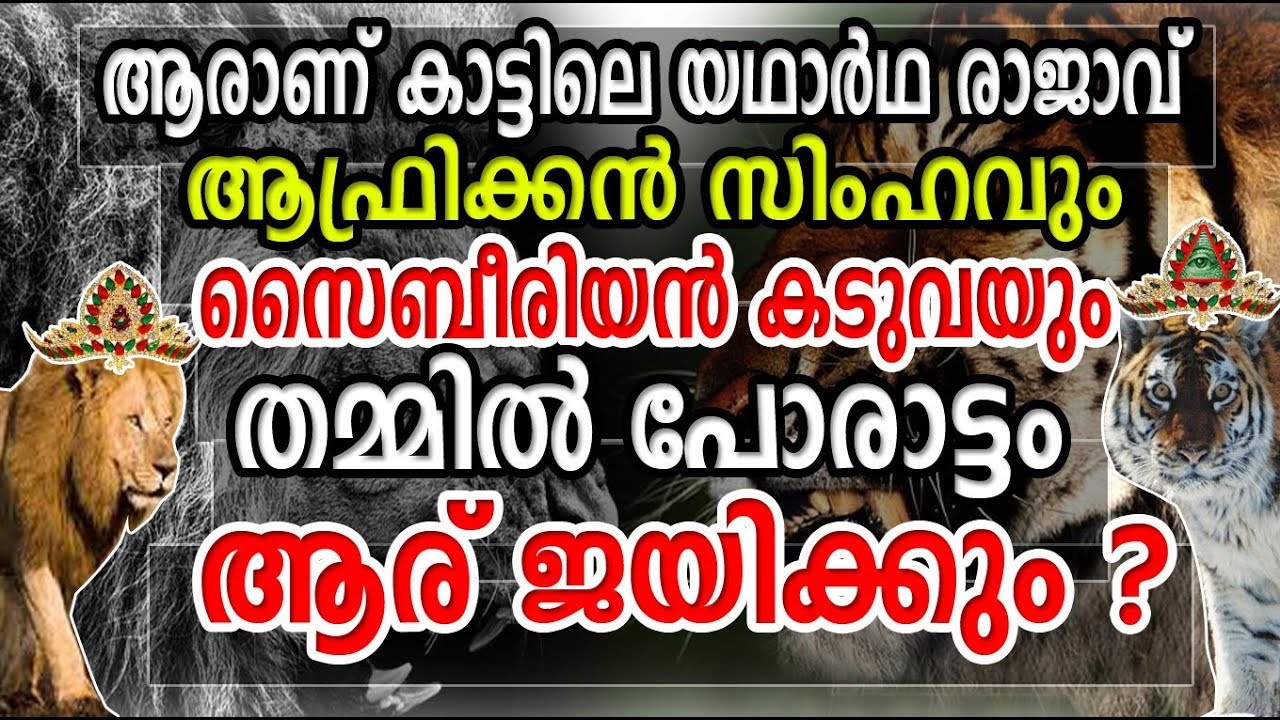 African Lion Vs Siberian Tiger Real Fight ! ആരാണ് കാട്ടിലെ യഥാര്‍ഥ രാജാവ് ! ഒരേയൊരു രാജാവ് !