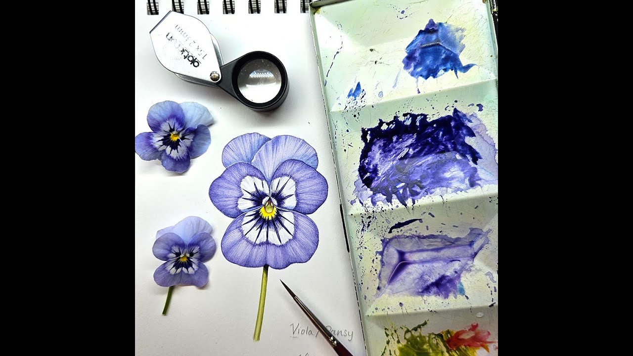 Illustrating a Pansy (or Viola)