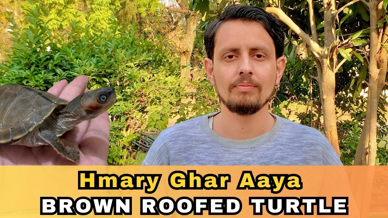 Hmary Ghar Aaya Brown Roofed Turtle