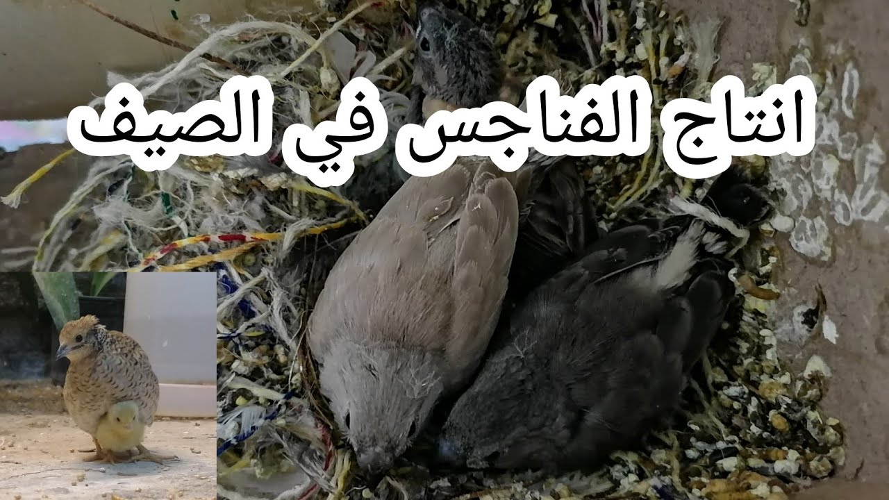 فتح اعشاش الفناجس 😍 الطريقه الصحيحه لانتاج الصيف 🤔 ما شاء الله ♥️
