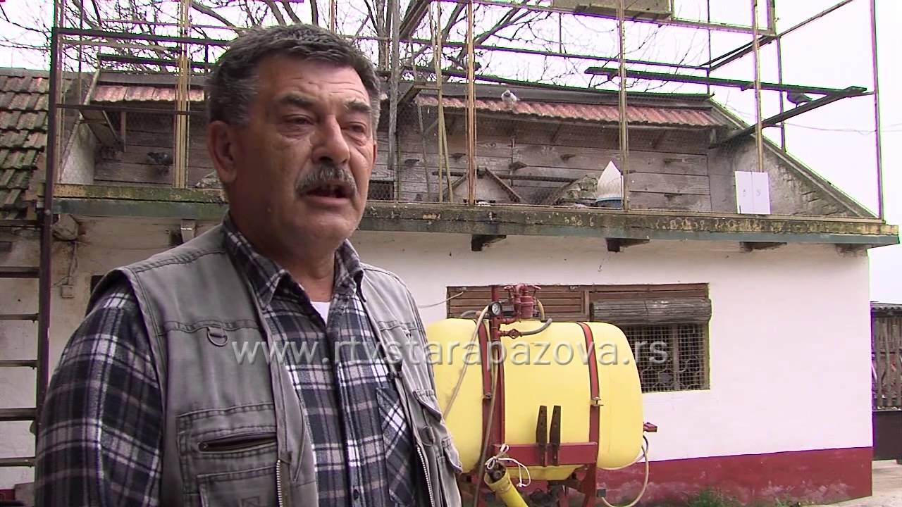 Golubari u Staroj Pazovi