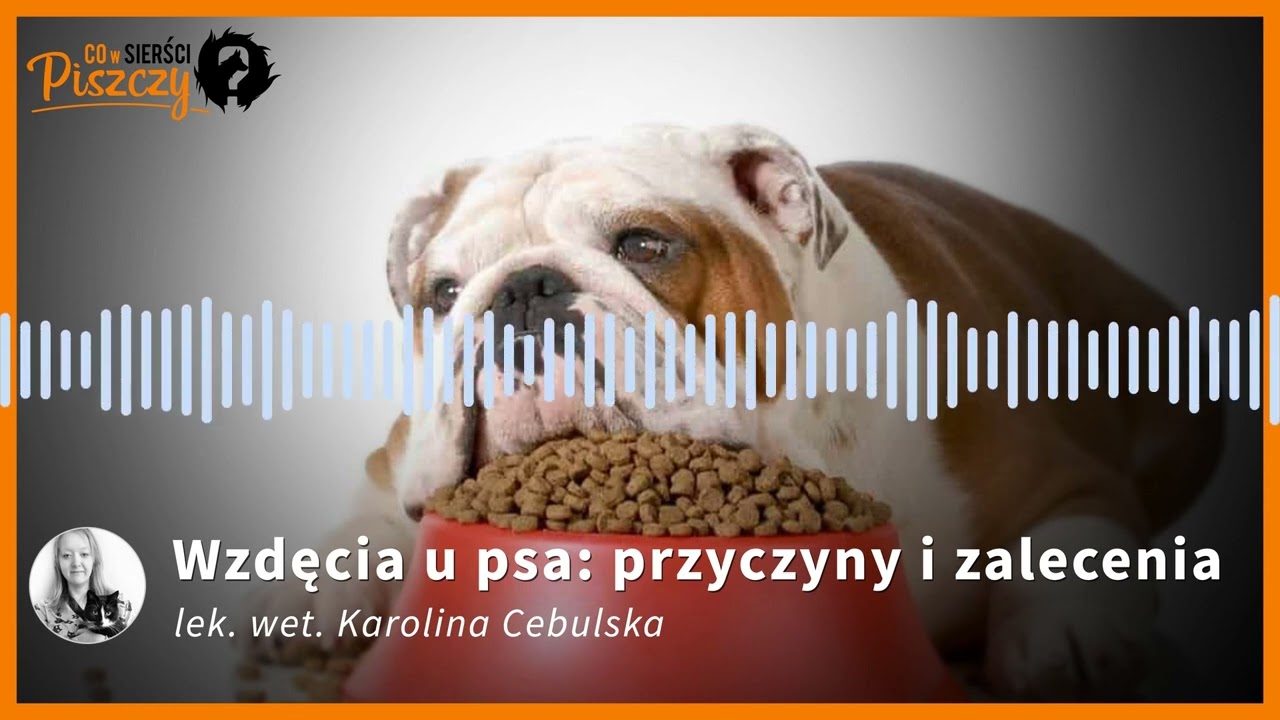 Wzdęcia u psa | Lek. wet. Karolina Cebulska