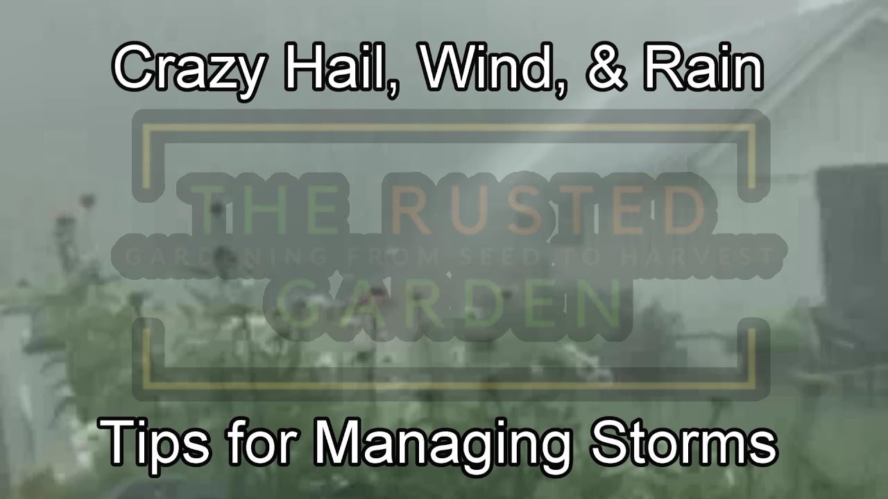 Storm Footage at The Rusted Garden: Things You Can Do to Prepare/Repair for/from Hail, Rains  & Wind