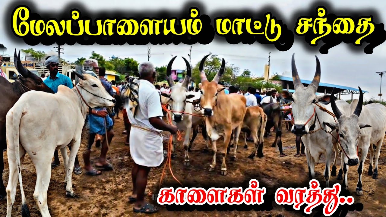 மேலப்பாளையம் மாட்டு சந்தை August 18, 2025