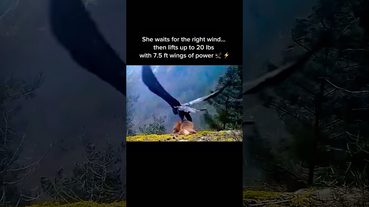 20 lbs, 7.5 ft Wingspan: Golden Eagle Take Off