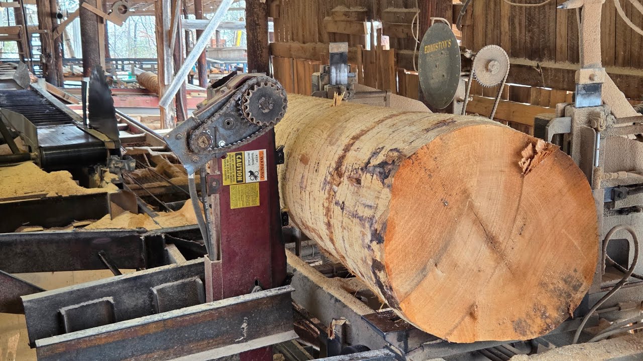 Sawing some decent sized red oaks #221