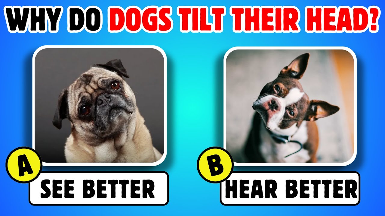 How Much Do you Know about Animals🐬🦁🐘🐯Animals Knowledge Trivia Quiz