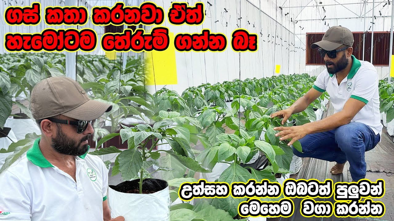 ස්වයංක්‍රීයව පාලනය වන සුපිරි හාරිතාගාරයේ සුපිරි බෙල්පෙපර් වගාව | Bell Pepper Farming | Smart Agri
