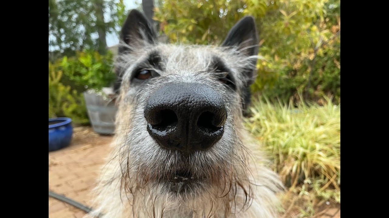 Sniff! Scent Detection Games For Pet Dog Fun - Online Training Course