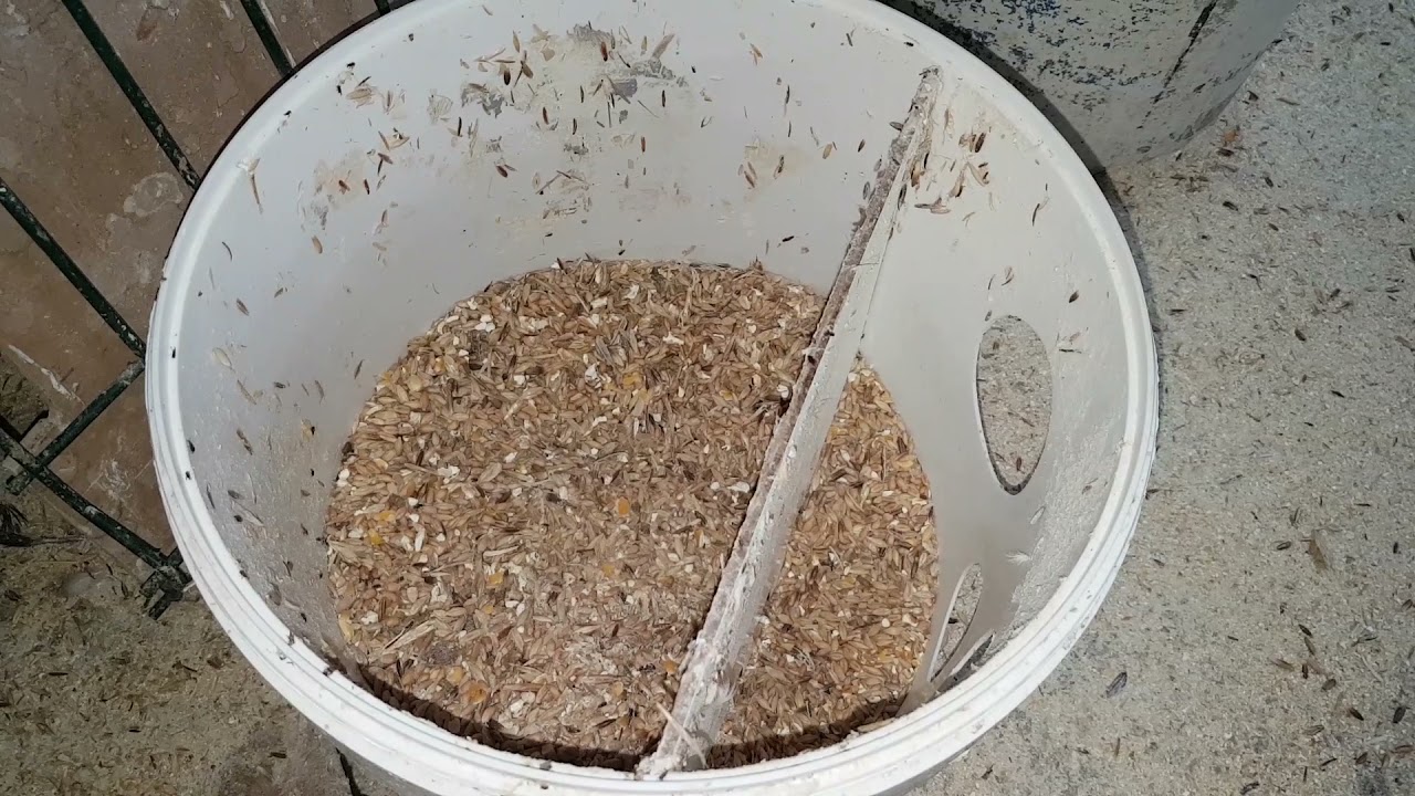 ´Limpieza y desinfección del palomar