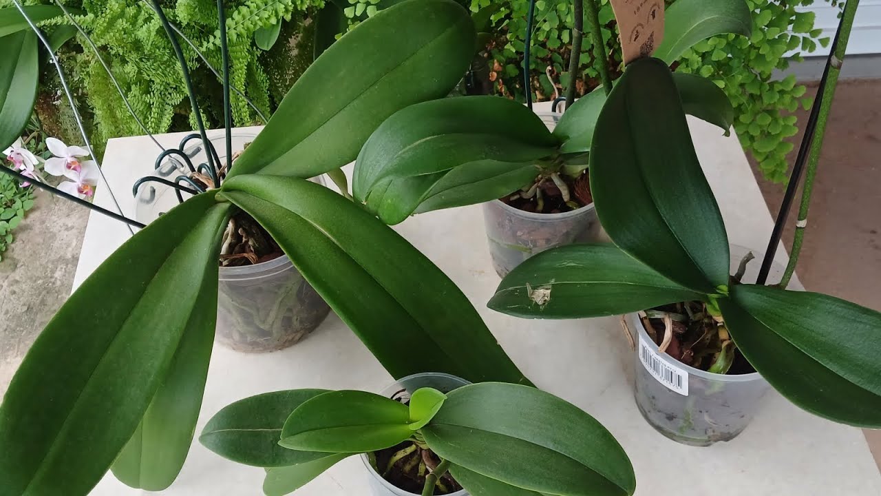 Comprei orquídea phalaenopsis sem flores (para recuperar)