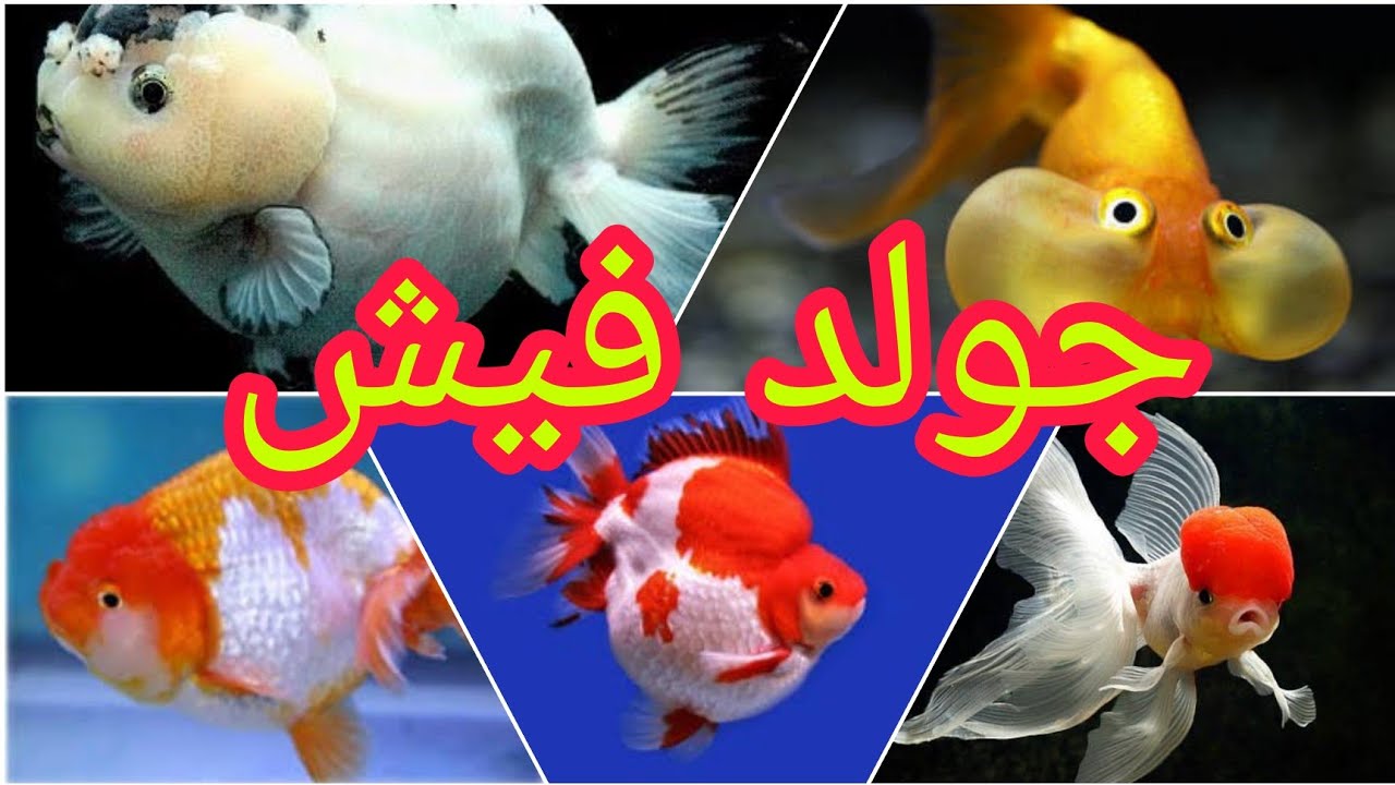 الجولد فيش بجميع انواعة    Goldfish of all kinds