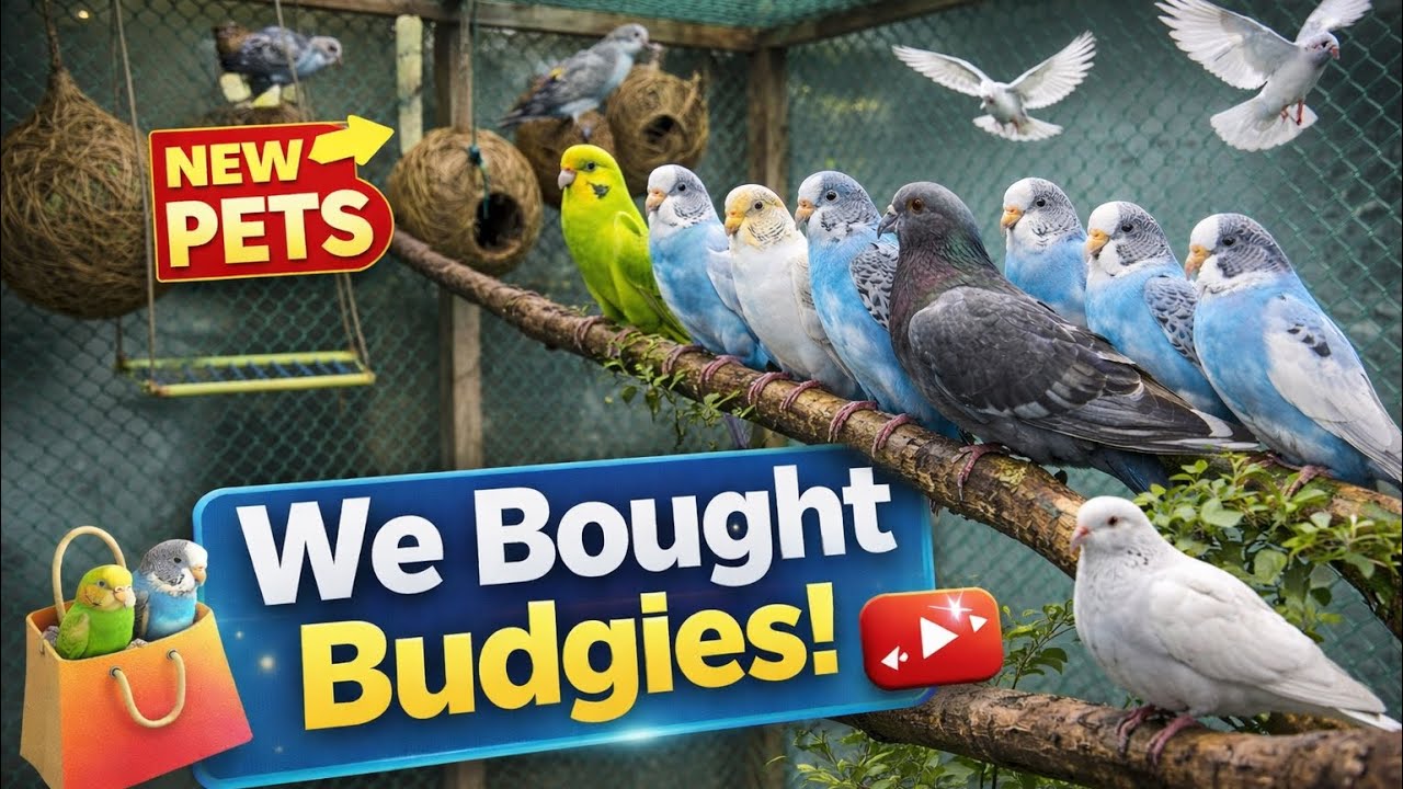Aaj hm gye new pets buy Karne..😍👀.. @simmi.simba_00 #video #youtube #vlog #cat #budgies 