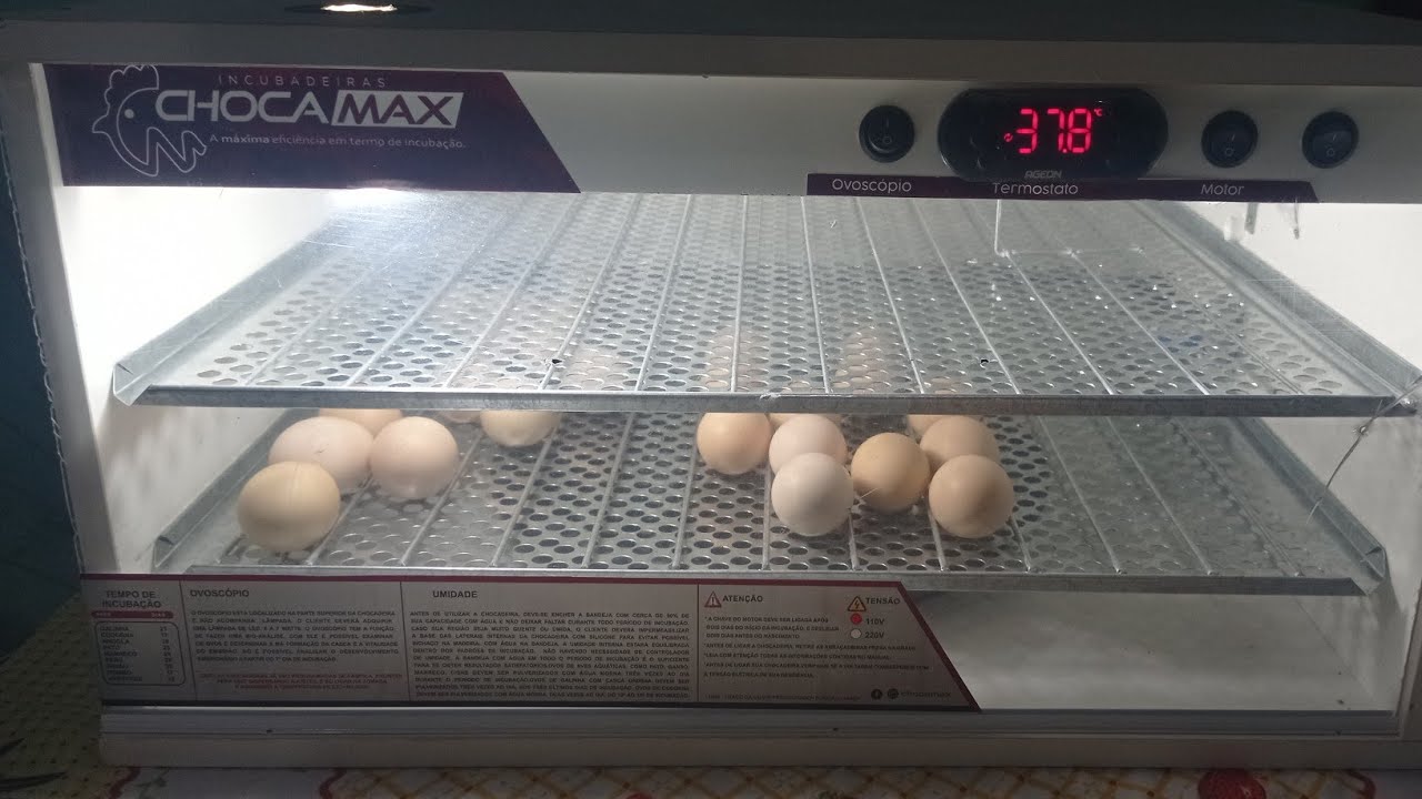 Chocadeira chocamax 240 ovos / assista esse vídeo antes de comprar uma chocadeira.