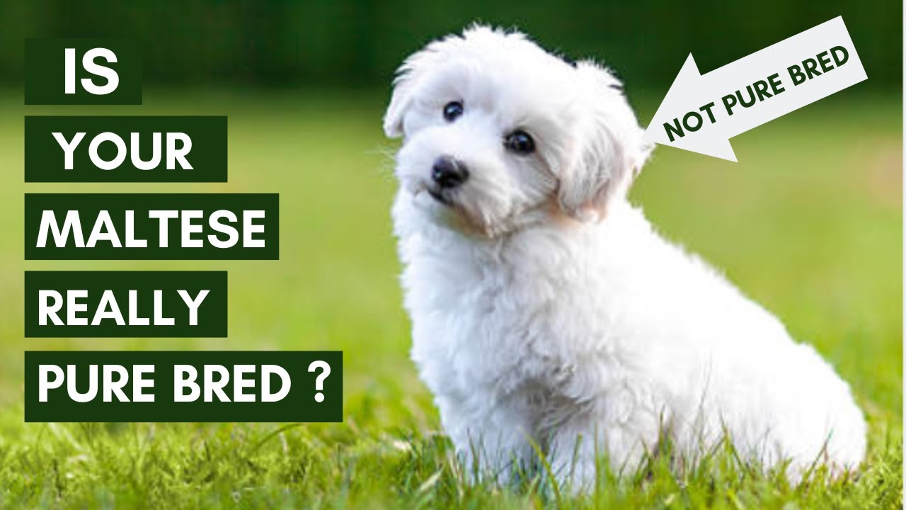 5 ways to identify your Maltese Puppy is Pure Bred or Not