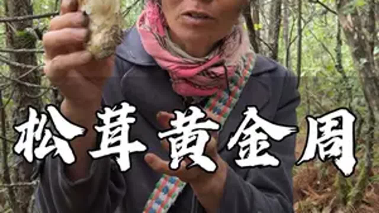 国庆松茸黄金周，采到的全是精品大松茸捡菌子 上山采蘑菇 新农人计划2024 迟到的大昌