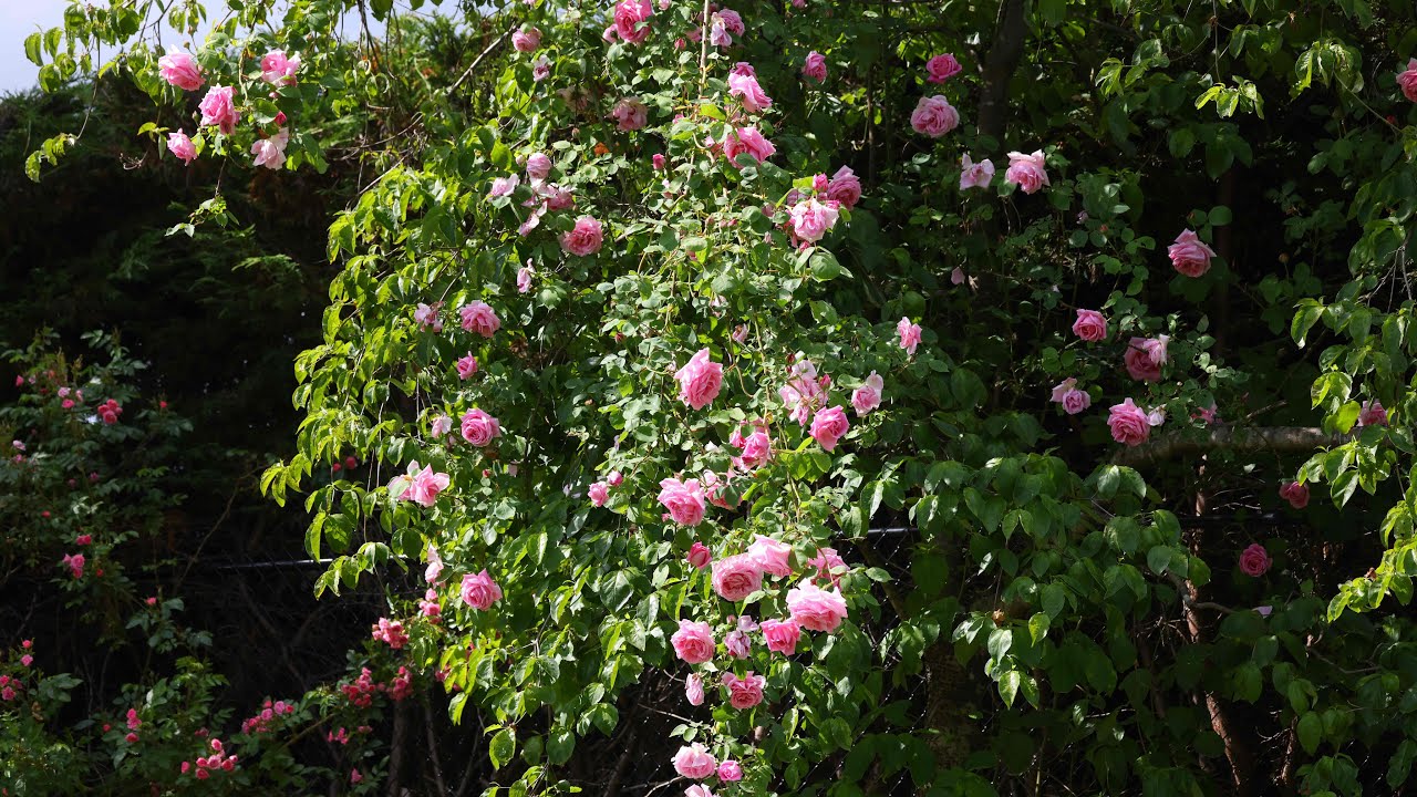 Early Summer Garden Tour! Roses, Lilies, Clematis, Lavender in bloom!