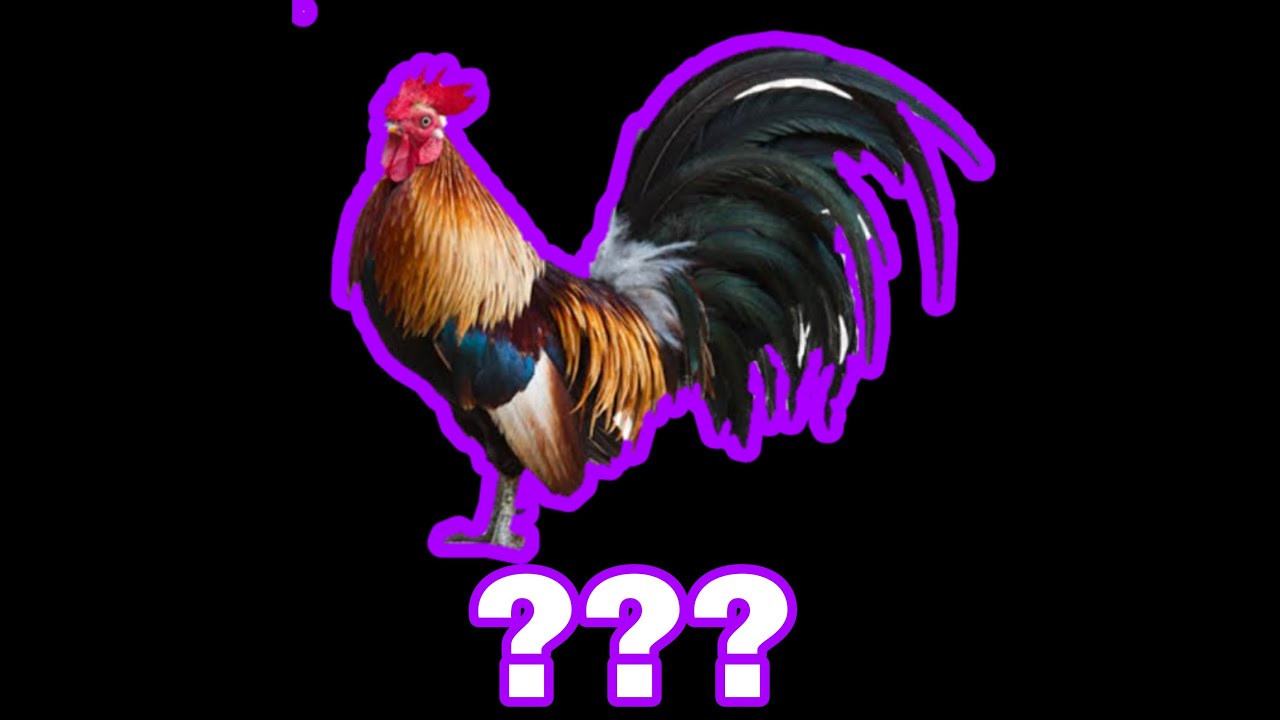 16 Rooster Crawing  Sound Variations in 60 Seconds