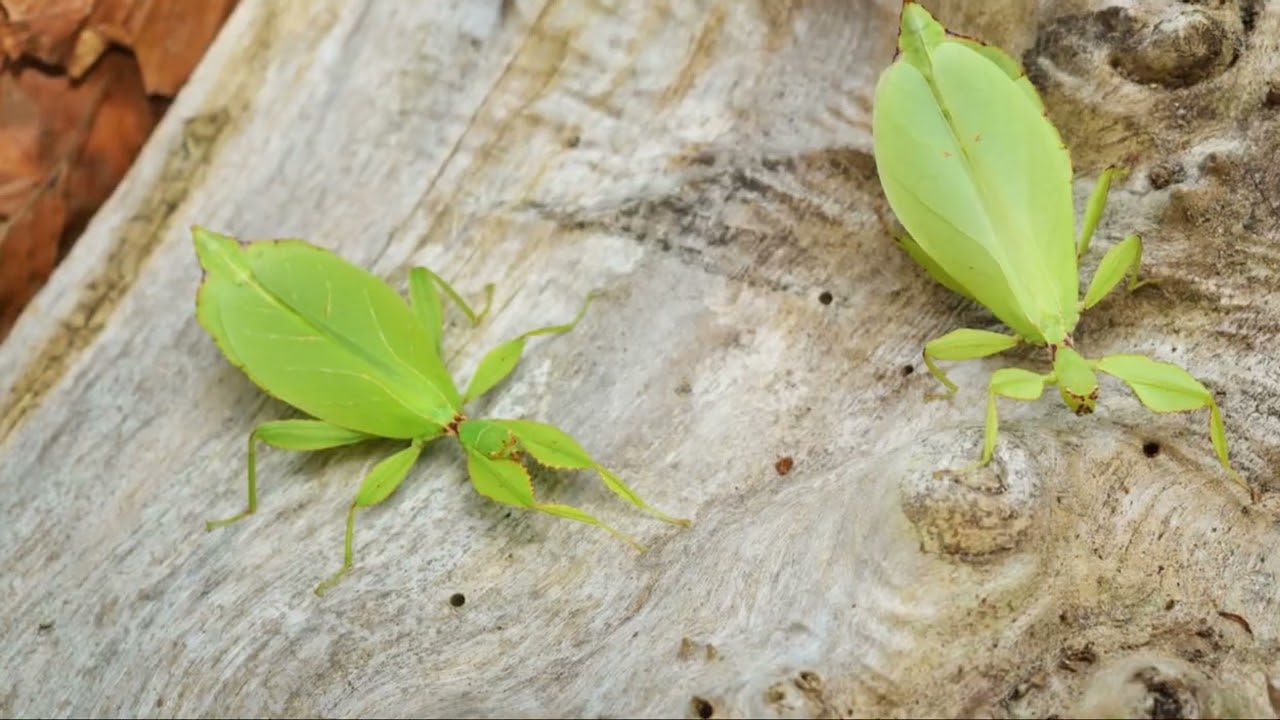 The Ultimate Guide to Pet Stick Insects: Care, Feeding, and Fun Facts!