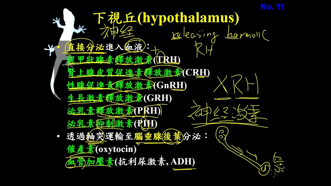 11002選修生物三ch4 2 05內分泌系統簡介+下視丘與腦垂腺的關係(二溫)