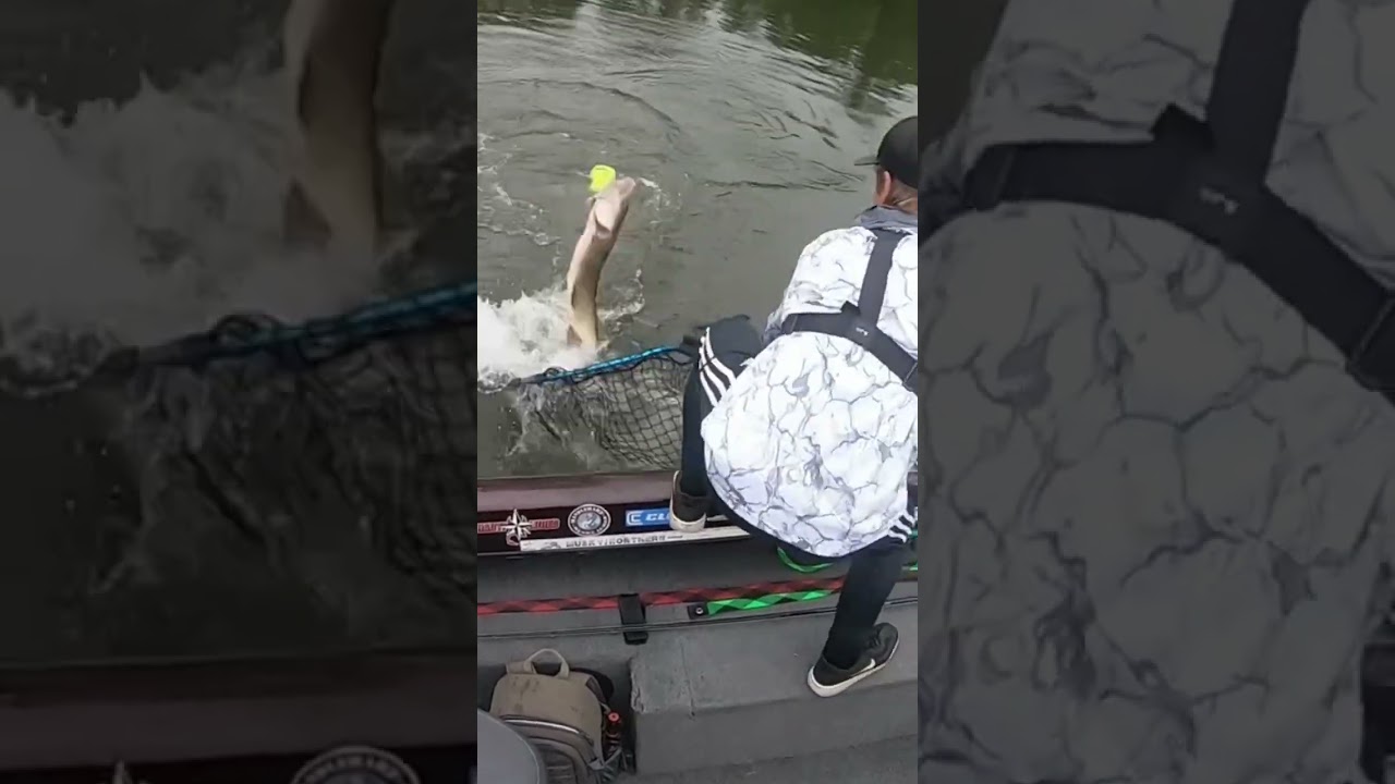 Musky Jumps!!!  Crazy Medusa Rubber Bite #Chaostackle #shorts #shortsvideo #fishing #muskiefishing