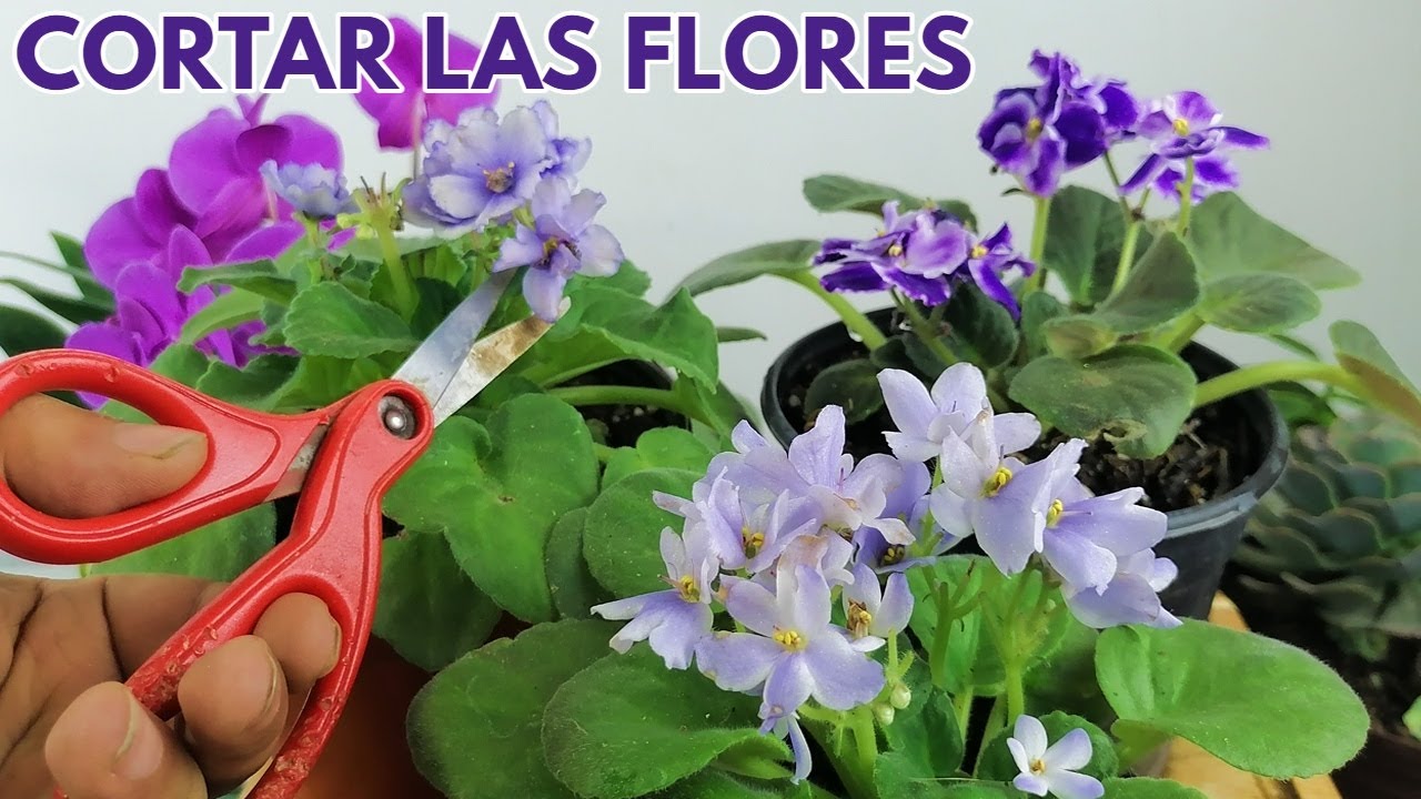 como cortar las flores de las violetas africanas