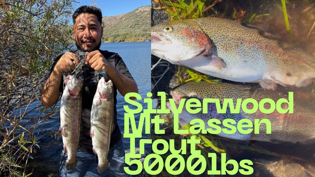 Silverwood Lake 5,000 Lbs Mt Lassen Trout Fishing // Pesca En Silverwood Salieron Truchas #fishing 