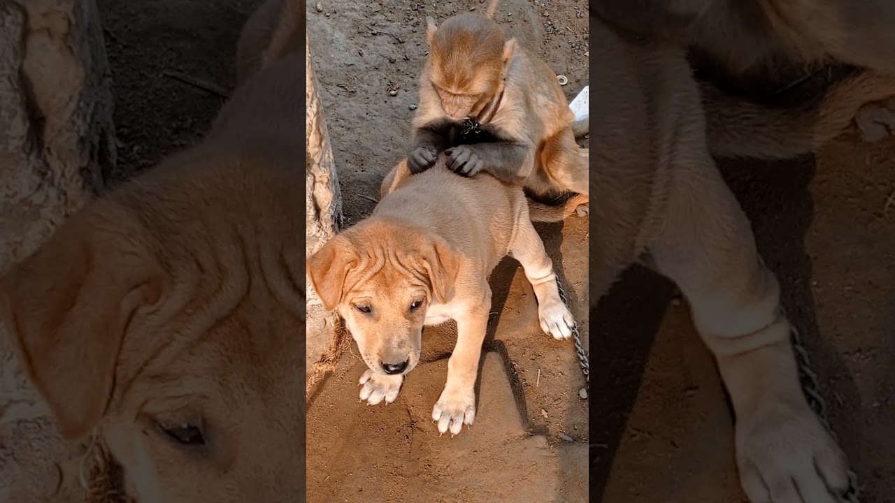 monkey and dog puppy👉🏻🐒🙈😅🤣🤪❤❤️❤❤️#🐩