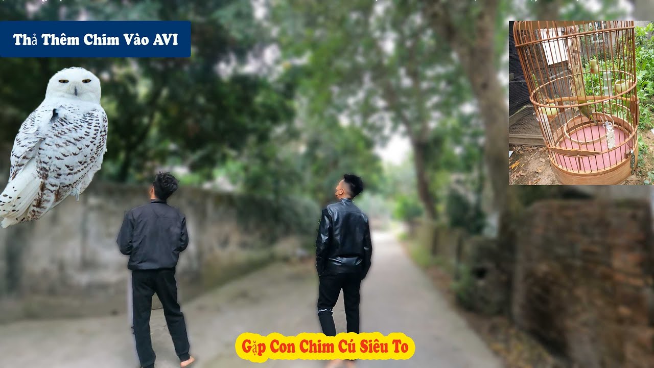 Quyết Định Thả Chim SUY Vào Trong AVI || Vô Tình Gặp Hai Thanh Nhiên Cũng Đang Đi TìmTổ Chim
