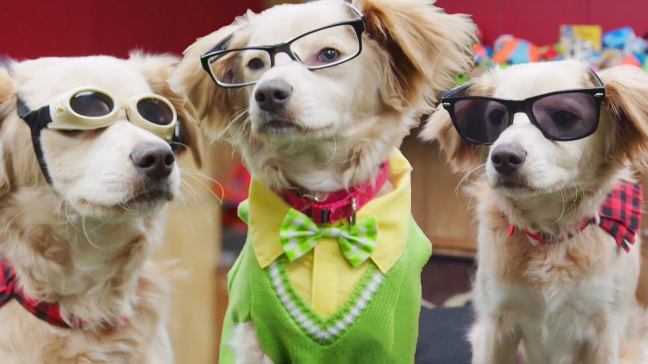 How To Teach Your Dog To Love Photoshoots | Lucky Dog
