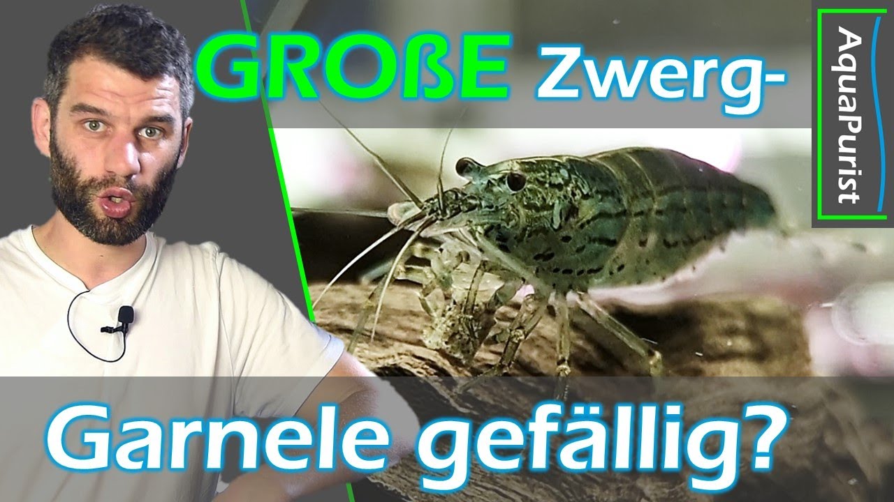 📏🦐 Über 5 cm große #Zwerggarnele?! 😳 #Amano #Garnele, Yamatonuma, #Caridina multidentata #Aquaristik