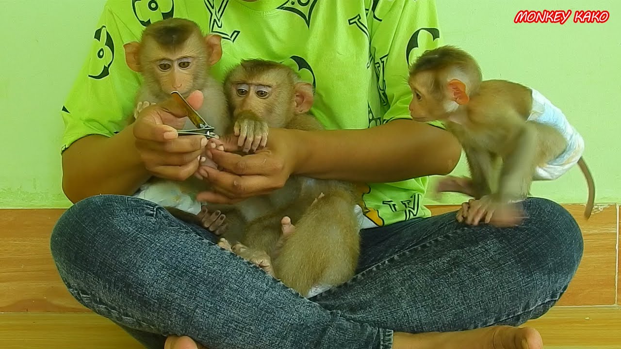 Tiny Baby Nina Looking Mom Cutting Nails For Monkey Kako With Baby Luna