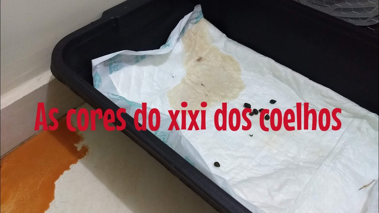 As cores do xixi dos coelhos