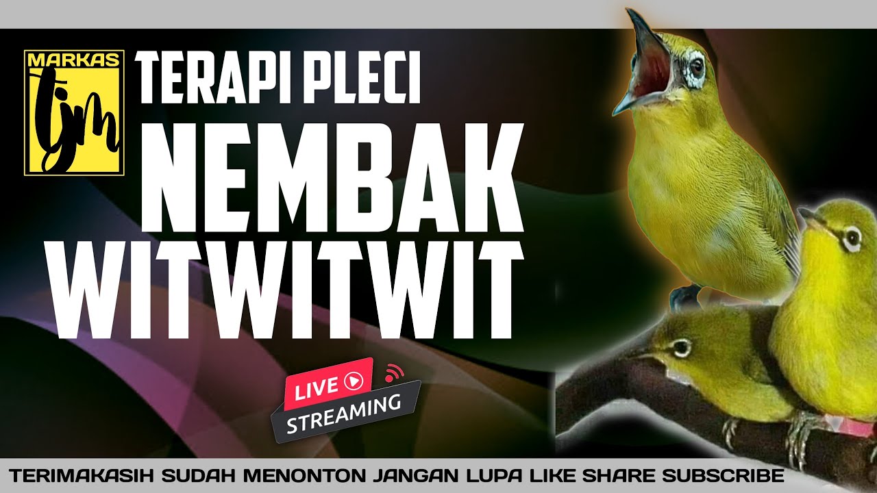 🔴LIIVE terapi PLECI nembak witwitwit mudah ditiru