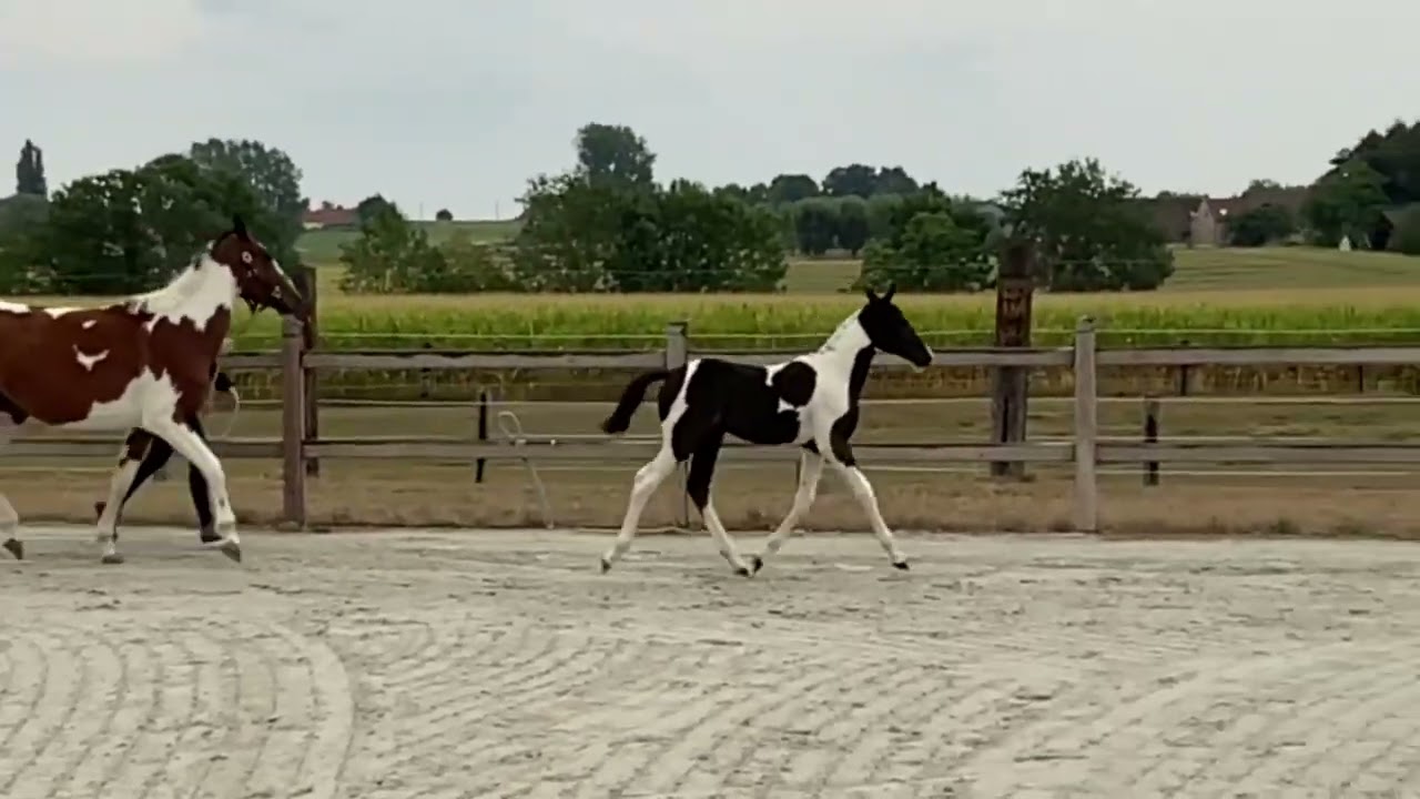 Rex Ter Linden (REDDY WALLY TER LINDEN  x TOULON) - colt