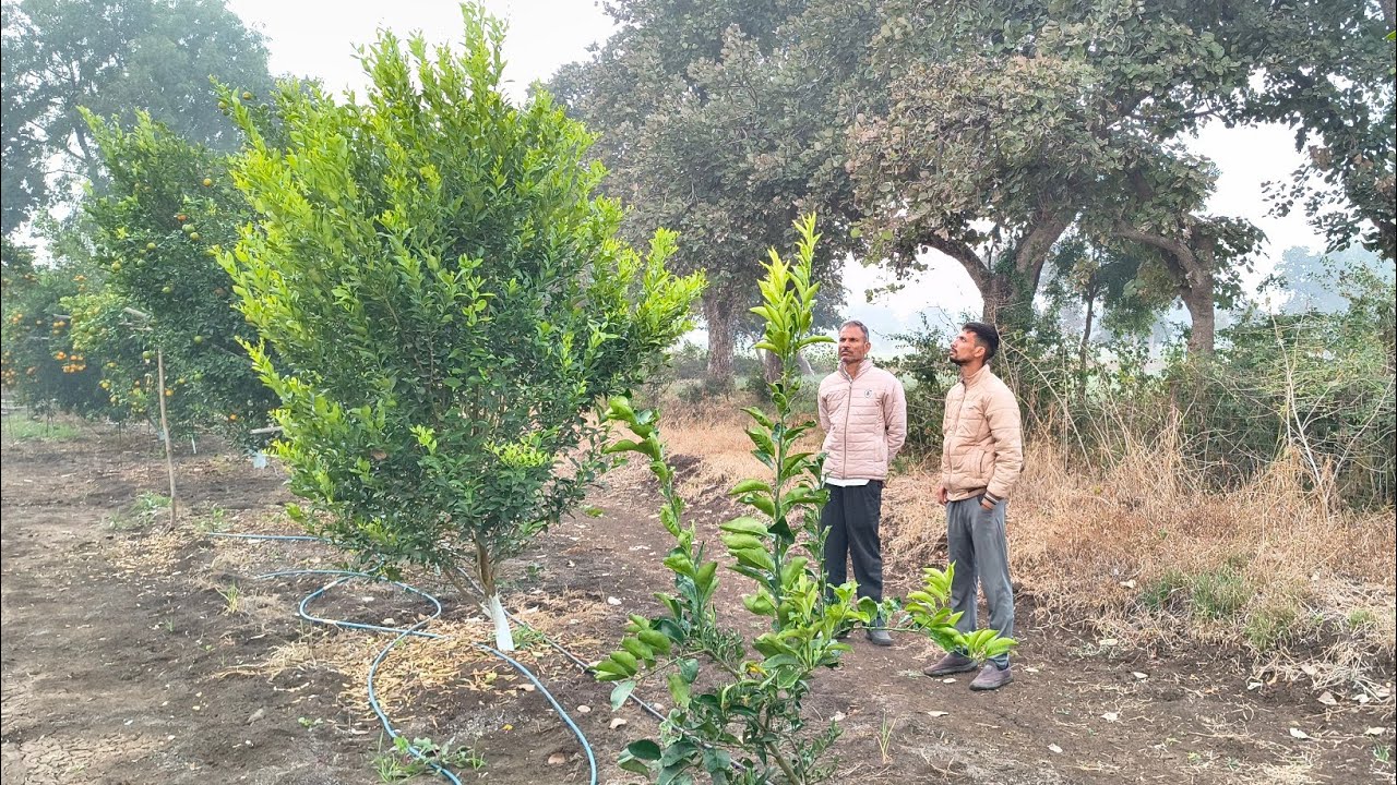 Episode 98 :- Alemow Rootstock Microbudding Orange || अलिमो रूटस्टॉक #citrusfarming 