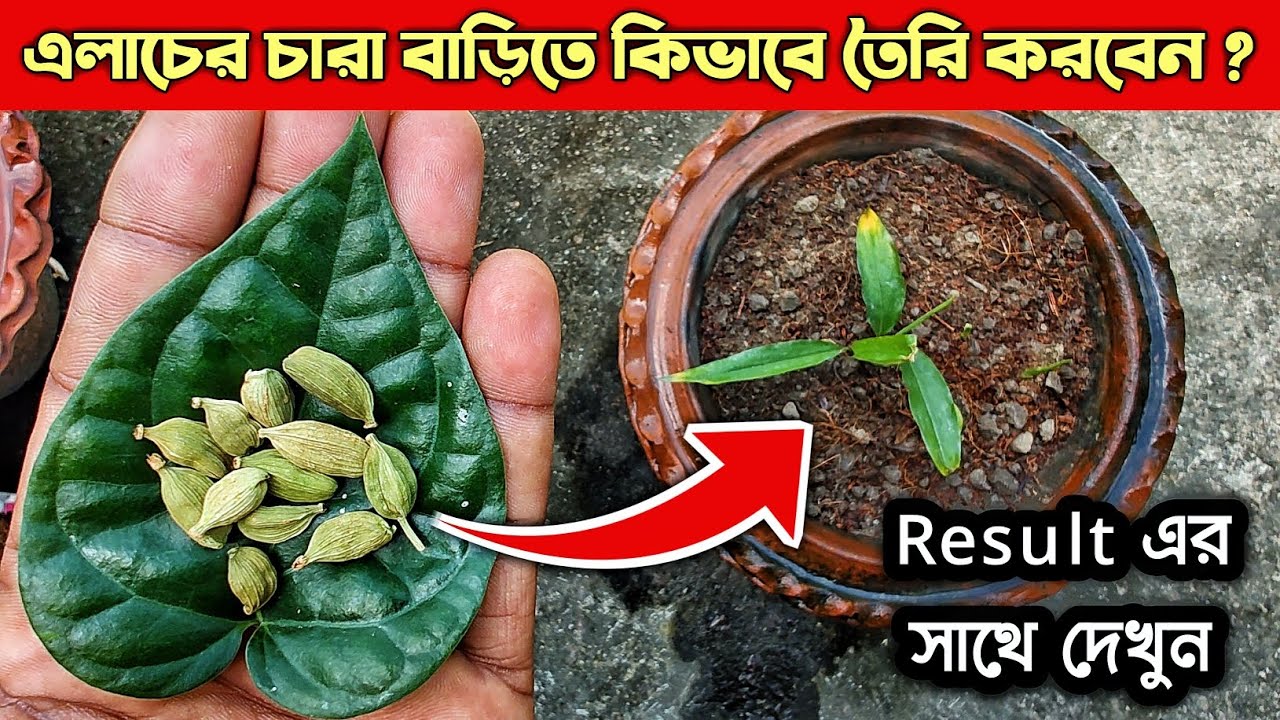 এলাচ এর বীজ থেকে - চারা তৈরীর সম্পুর্ন পদ্ধতি || How To Grow Cardamom Plant From Seeds At Home