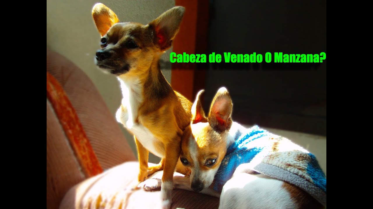 Como saber si mi Chihuahua es cabeza de venado o cabeza de manzana