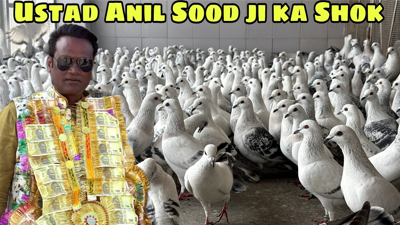 Ustad Anil sood ji ke kabutar hua gyab 15/02/26 