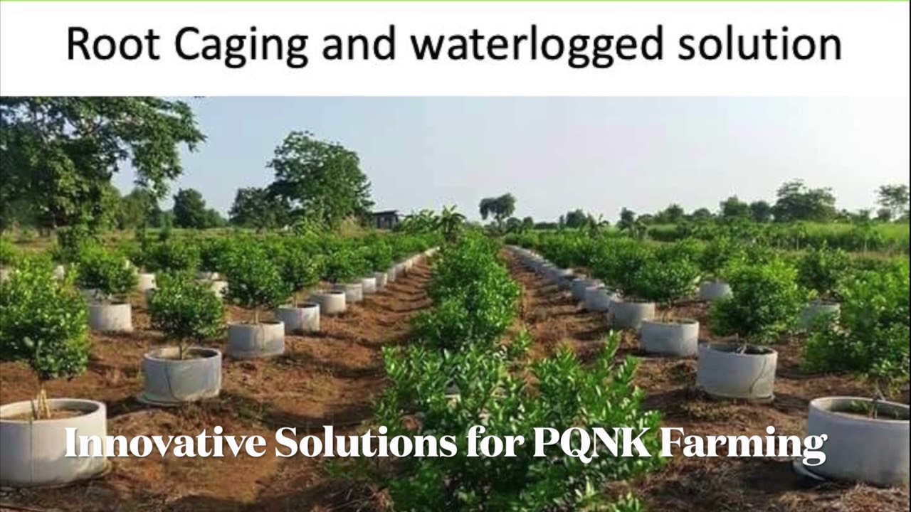 Q&A Innovative Solutions for PQNK Farming in waterlogged soil