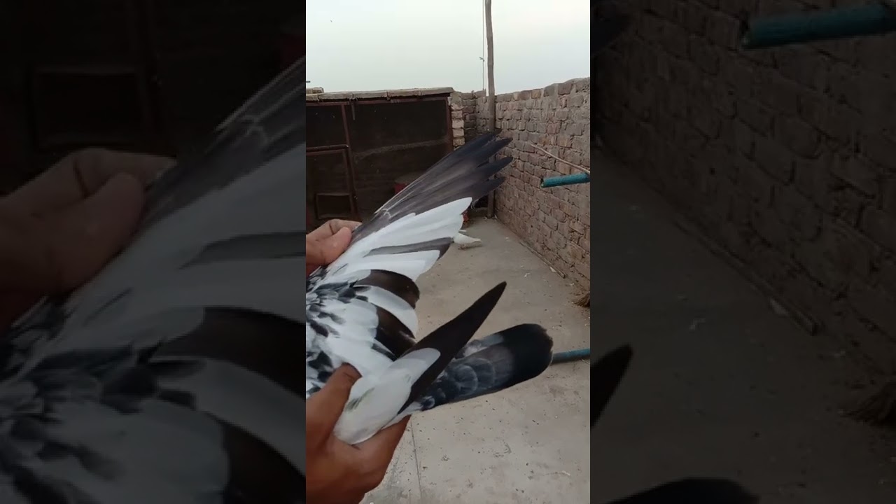 abi azana ka time h abi ak or bahea pakara h
