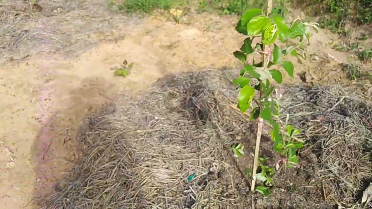 ต้นพุทรา​สามรส​แสง​ทอง​มาดึงต้นพุทรา​ป่าออกขื้นเยอะมาก