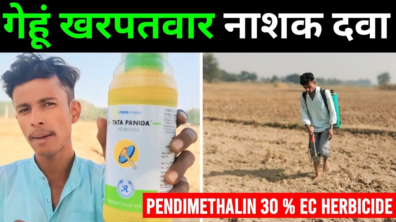 गेहूं में खरपतवार नाशक दवा || pendimethalin 30 ec herbicide || gehu me kharpatwar nashak dawa