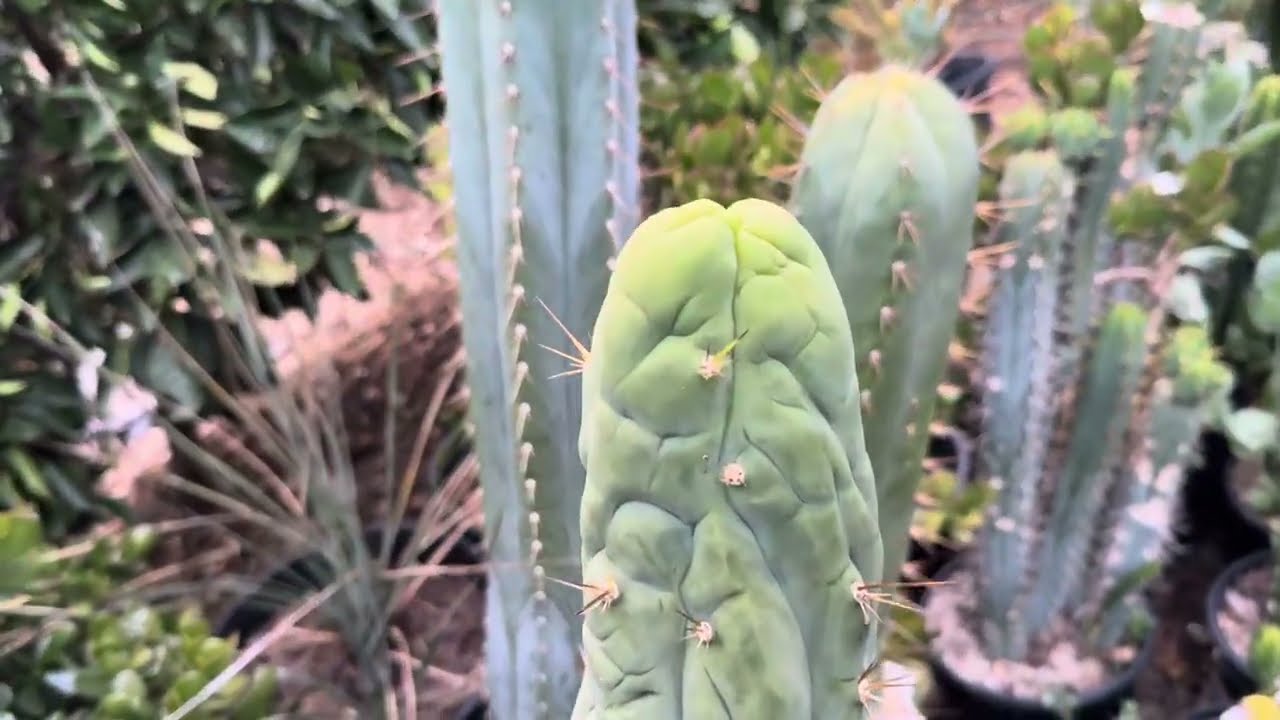 Trichocereus ph & nutrient availability 
