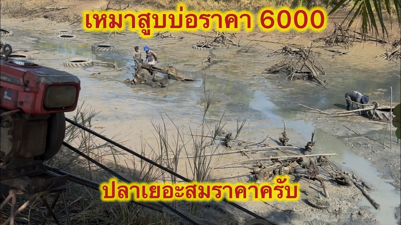 เหมาสูบบ่อราคา 6000 ปลาเยอะสมราคาครับ #แรงงานไทยในเกาหลี  #fishing  #ตกปลา  #สูบสระจับปลา