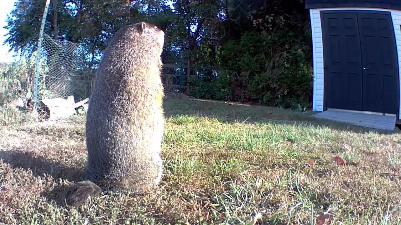 Chunk Says Happy Groundhog Day 2020 - Shadow???