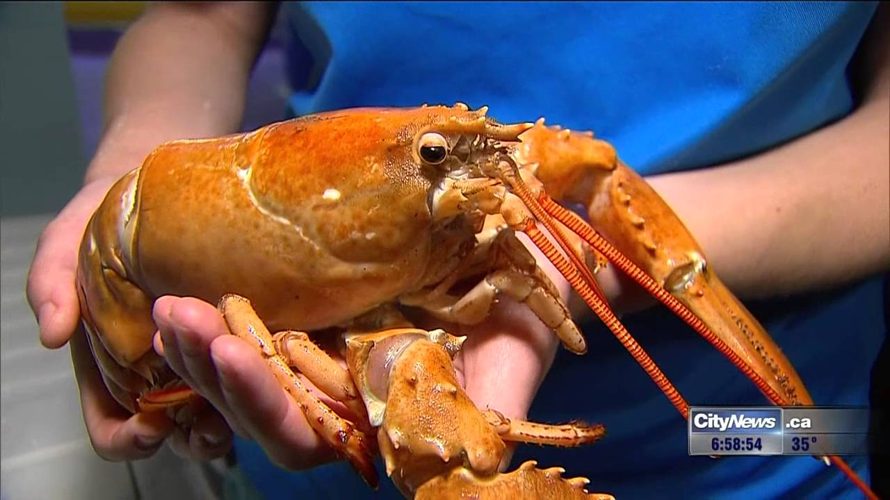 Video: Rare orange lobster donated to Ripley&rsquo;s Aquarium by GTA supermarket